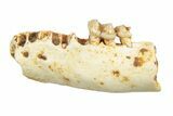 Eocene Fossil Primate (Necrolemur) Jaw Section - France #248689-1